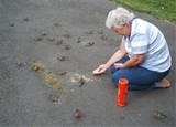 Wild Bird Feeding