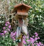 Backyard Bird Feeding