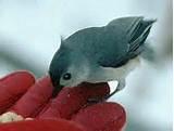 Pictures of Backyard Bird Feeding