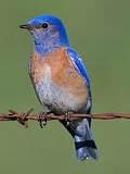 How To Feed Birds Pictures How To Feed Birds Pictures