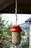 Homemade Bird Feeder Pictures