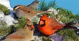 Photos of Feeding Wild Birds Photos of Feeding Wild Birds