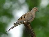 Images of How To Feed Birds