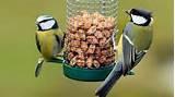 Images of Feeding Garden Birds Images of Feeding Garden Birds