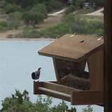 The Bird Feeder The Bird Feeder