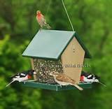 Pictures of The Bird Feeder