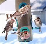 Images of Feed Birds Images of Feed Birds