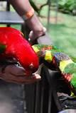 Bird Feeding Photos