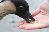 Feeding Bird Photos