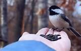 Photos of How To Feed Birds