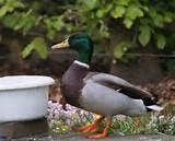 Images of Feeding Wild Birds