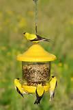 Photos of Bird Feed