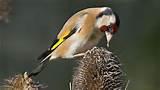 Feed The Birds Pictures Feed The Birds Pictures