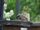 Feeding Garden Birds Pictures