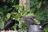 Images of Feeding Wild Birds