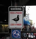 Feed Birds Feed Birds