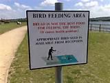 How To Feed Birds Photos