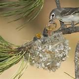Bird Feeding Images Bird Feeding Images