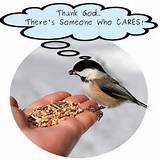Bird Feeding Pictures Bird Feeding Pictures