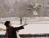 Feeding Wild Birds Photos