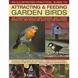 Feeding Garden Birds Images Feeding Garden Birds Images