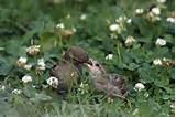 Feeding Bird Pictures