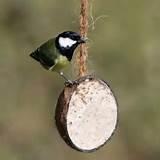 Feed Birds Feed Birds