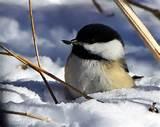 Photos of Feeding Garden Birds