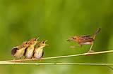 Bird Feeding Pictures Bird Feeding Pictures