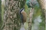 Photos of Feeding Garden Birds