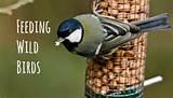 Pictures of Feeding Wild Birds Pictures of Feeding Wild Birds