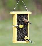 The Bird Feeder