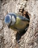 Feeding Garden Birds