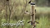 Photos of Feeding Garden Birds