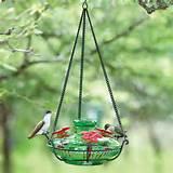 Photos of Bird Feeders