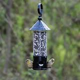 Feeding Wild Birds Pictures Feeding Wild Birds Pictures