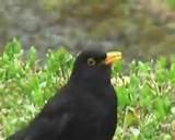 Feeding Garden Birds