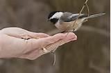 Photos of Feeding Bird