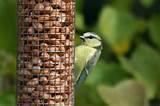 Photos of Feeding Garden Birds