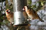 How To Feed Birds Images