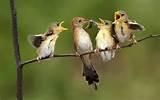 Pictures of Feed Birds Pictures of Feed Birds