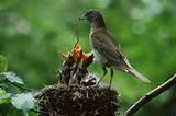 Photos of Feeding Bird