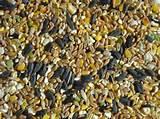 Bird Feed Photos Bird Feed Photos