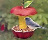 Photos of Bird Feed