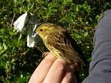 Pictures of Feeding Garden Birds