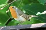 Photos of Feeding Wild Birds