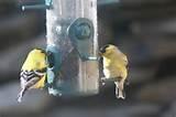 Bird Feeding Images