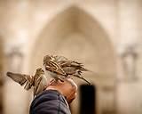 Bird Feeding Images Bird Feeding Images
