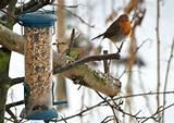 Feeding Garden Birds Pictures