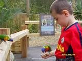 Pictures of Feed Birds Pictures of Feed Birds